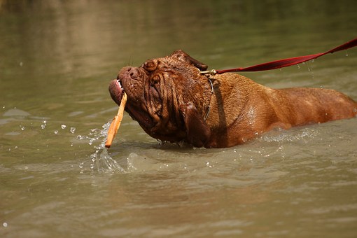 Ought To You Use Electric Dog Collars?
