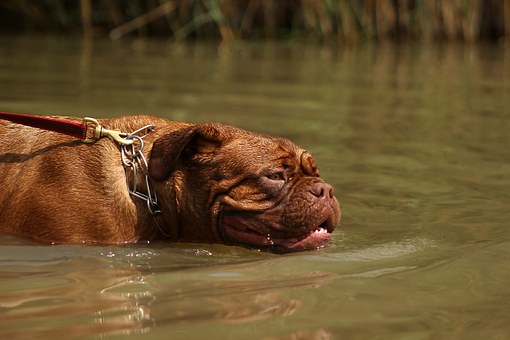 What You Must Know Earlier Than Adopting The Dog