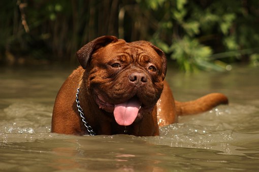 Japanese Akita Dog