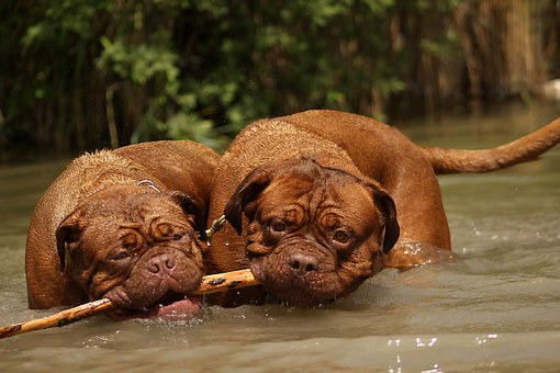 Cancer In Dogs Symptoms - Information, Advice & Where To Find Help About Dog Cancer