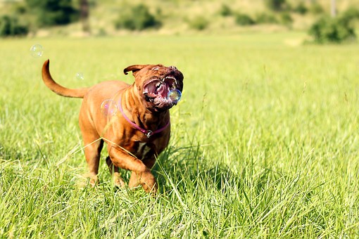 Bonding Series: Biking With Your Dog