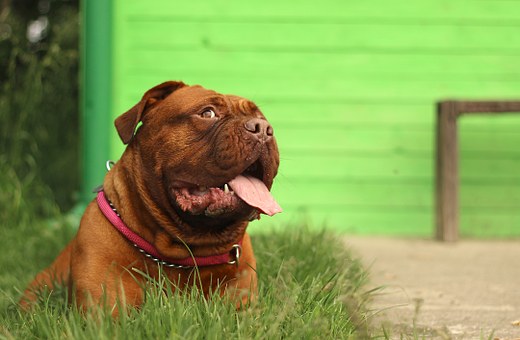 Would A Raw Diet Be Best For My Dog?