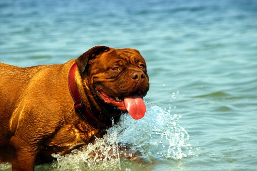 Can You Curb Your Dog's Boredom?