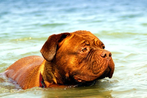 How To Stop Your Dog's Bad Behavior