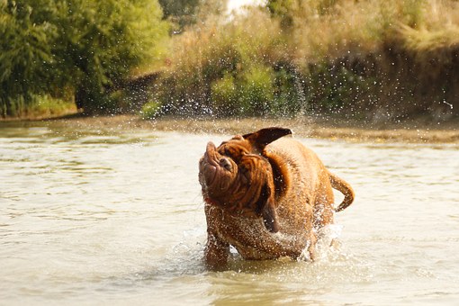 Doggie Hygiene Is Vitally Important