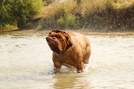 Cheap Dog Insurance Policy cover