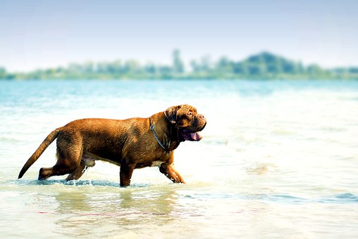 Facts To Consider While Buying Bulldogs Through Online