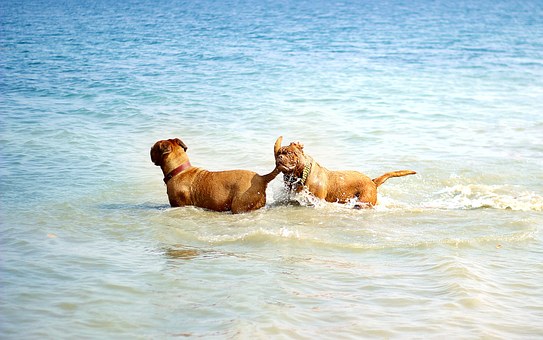Handy Dog Training Tips