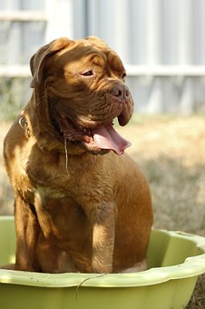 Dove Cresswells Dog Training Online Review - Any Worth?