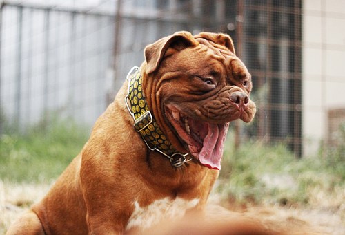 Dog Diarrhea: Why does it Happen?