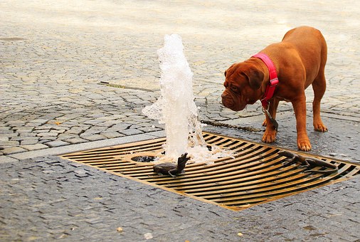 Dog Owners Should Share the Blame for Dog Bite Injury