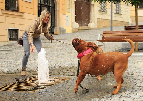Probiotics for Pets: Dogs and Cats – How They Can Help Alleviate Common Pet Health Problems