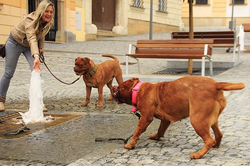 Helpful Advice Regarding Dog Clothing