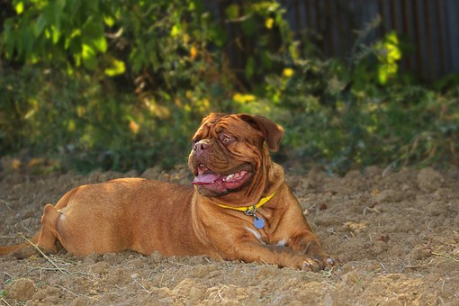 Dog Sitting Rates | Pet Sitter Rates | Pet Sitting Prices