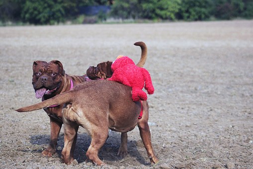 German Shepherd Dog: Facts You Must Know Before Adoptin