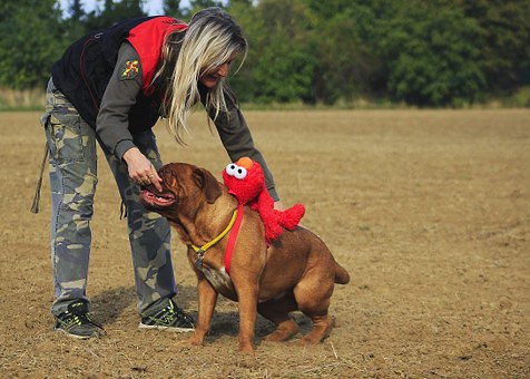 Plastic Dog Crates Or Soft-sided Dog Crates Are An Essential Part Of Camping With Your Pet