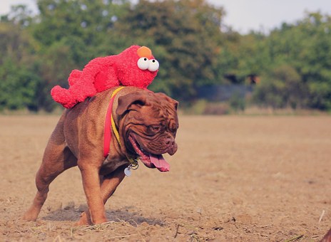 American Staffordshire Terrier Dog
