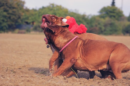 Best Dog Insurance Rates