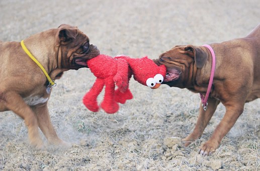 Flea Products For The Safety Of Pet Dogs