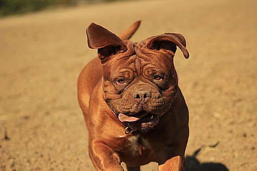 Accepting Euthanasia For Your Dog