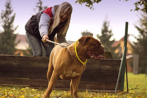 How Are Online Job Sites Beneficial For Dog Sitters/walkers?