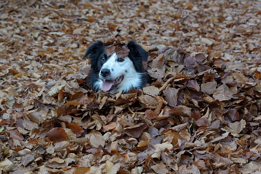 Understanding the Signs of a Constipated Dog