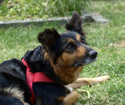 Get Your Dog A Pet Turf For Natures Call
