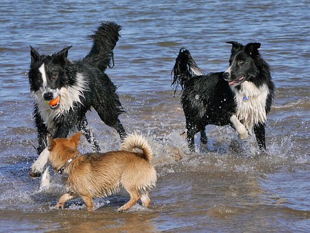 How To Live With Your Older Dog