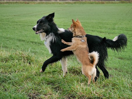 Preventing Heartgard Overdose in Your Dog