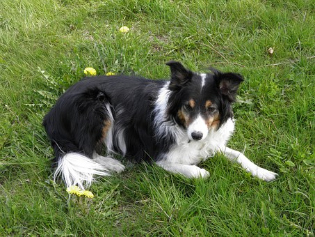 List of Doggies Nuts Seeds