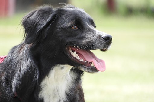 Owning Your First Dog