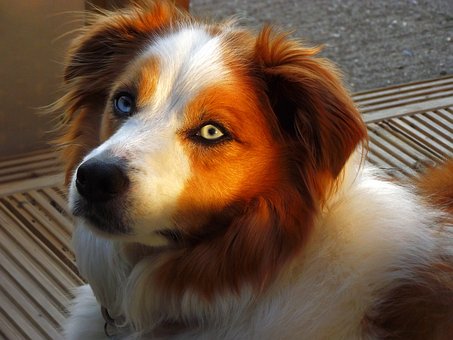 Who Is In Charge? You Or Your Dog?