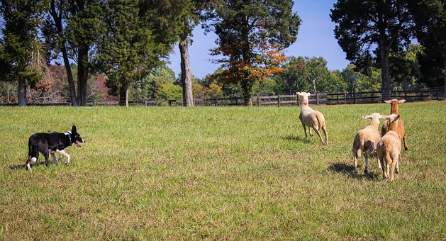 Training Collars Handy Tools For Dog Owners