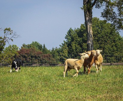 Dealing With A Noisy Barking Dog