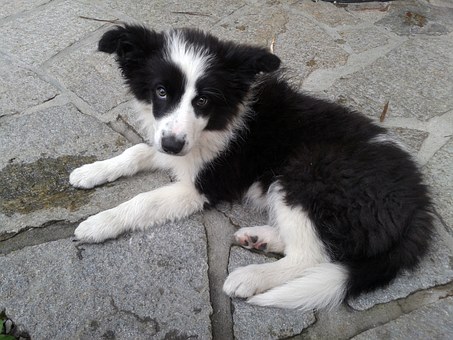 Choosing A Great Remote Dog Training Collar