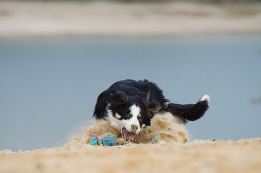 Catching Clients For Your Doggie Daycare