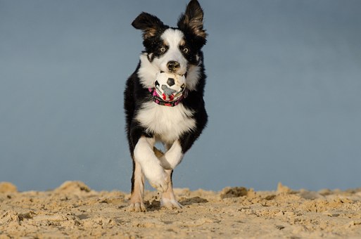 The West Highland Terrier dog is simply trainable as compared to other terriers