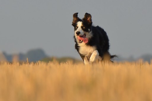 Feeding Your Dog With Rawhide Treats
