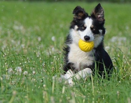 Beneficial Advice Concerning Dog Poop Bags