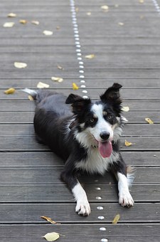 Dog Training - Turning Your Canine Into A Good Member Of The Community