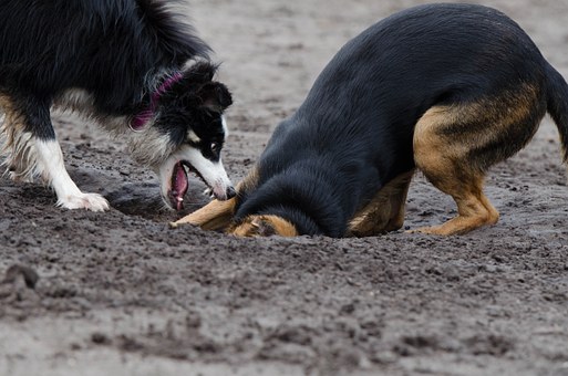 Dog Behavior Modification Takes Consistency