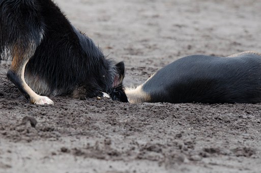Aggression In Dog