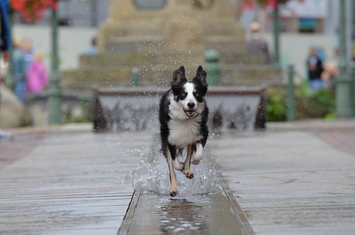 Hearing Aid for Deaf Dog