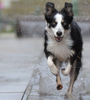 An Online Dog Boutique for All Kind of Dog Clothes