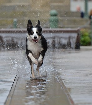 Dog Training Collar Is Easy To Use