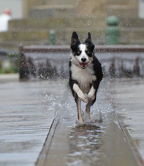 When Your Old Dog Starts To Have Accidents