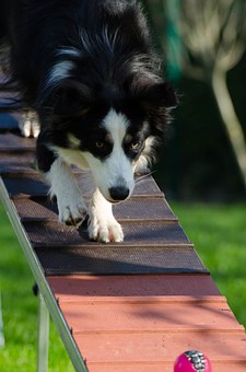 Can Lymphoma In Dogs Be Cured?