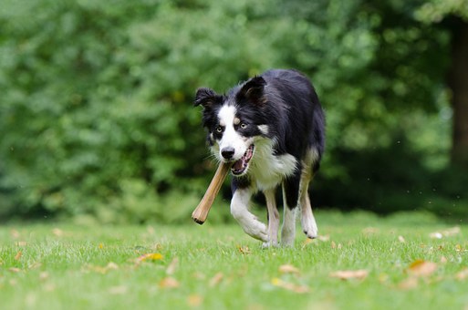 Trusted Dog Fences For Dog Owners