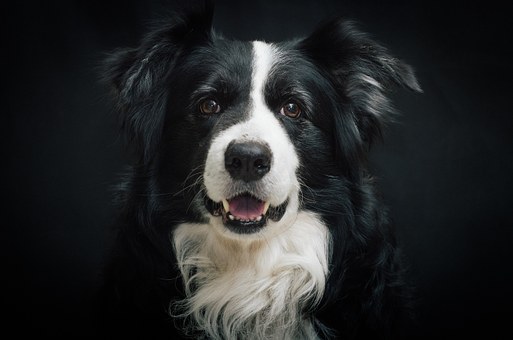 Barking Problems With Your Dog?