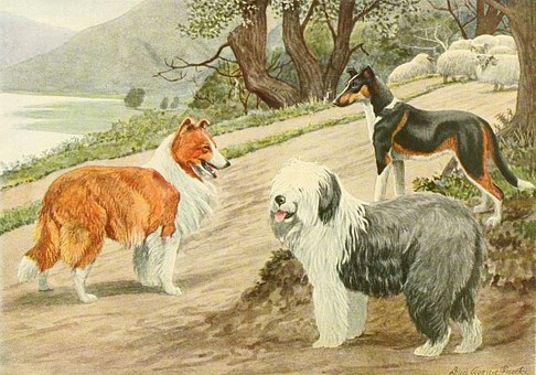 Considering A Dog? Some Things You Should Know